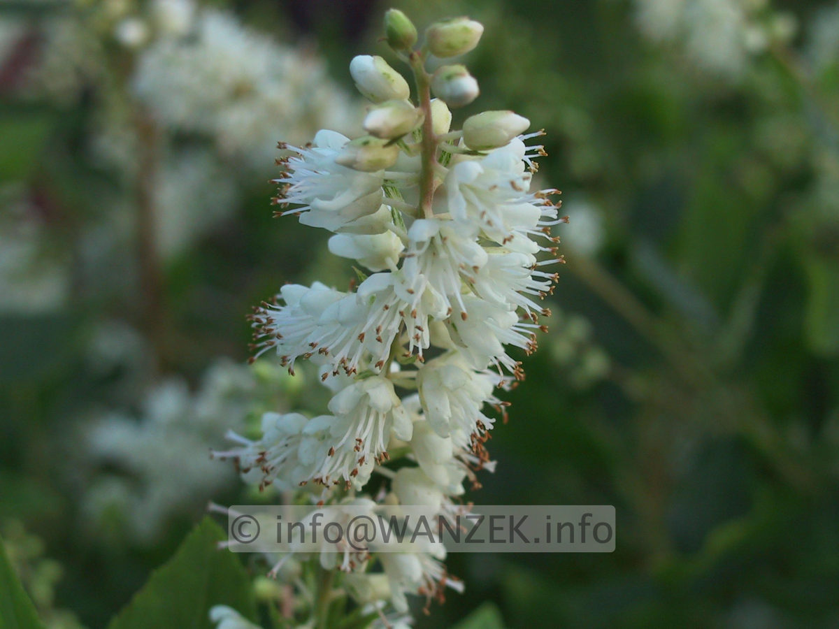 Clethra alnifolia - Bluetenmacro.JPG